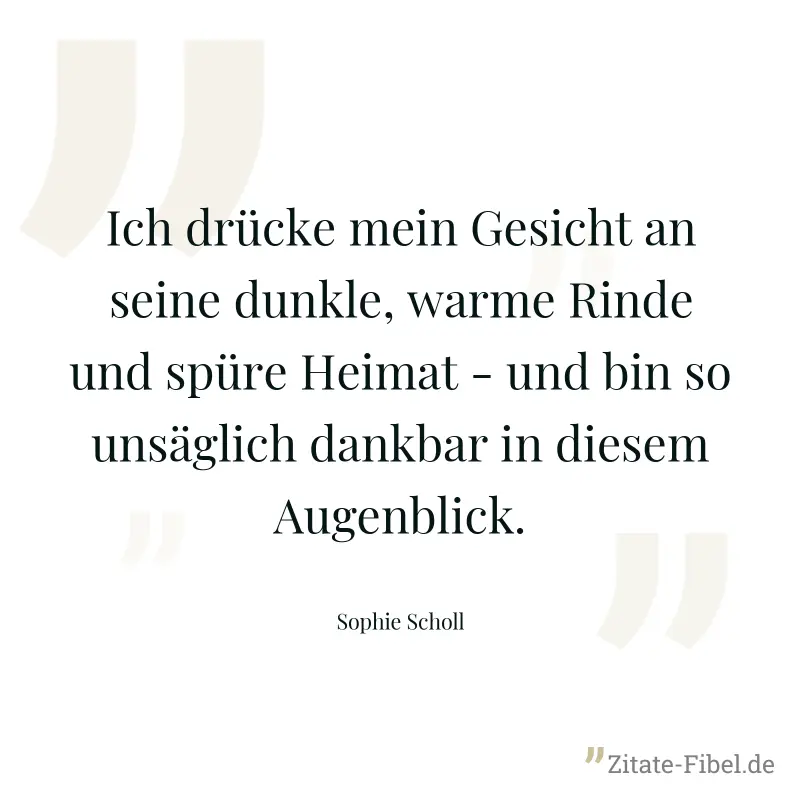 Ich drücke mein Gesicht an seine dunkle, warme Rinde und spüre Heimat - und bin so unsäglich dankbar in diesem Augenblick. - Sophie Scholl