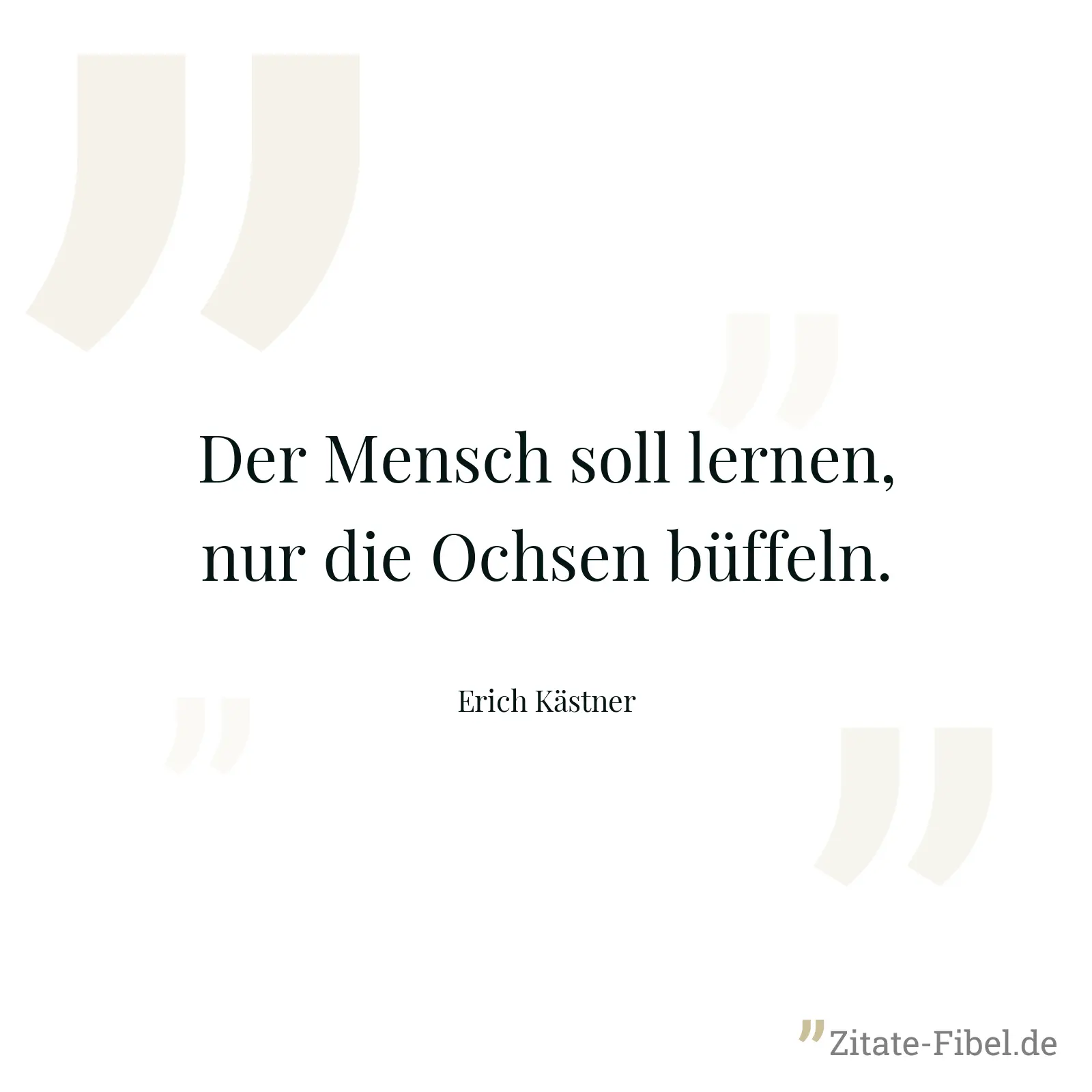 Der Mensch soll lernen, nur die Ochsen büffeln. - Erich Kästner