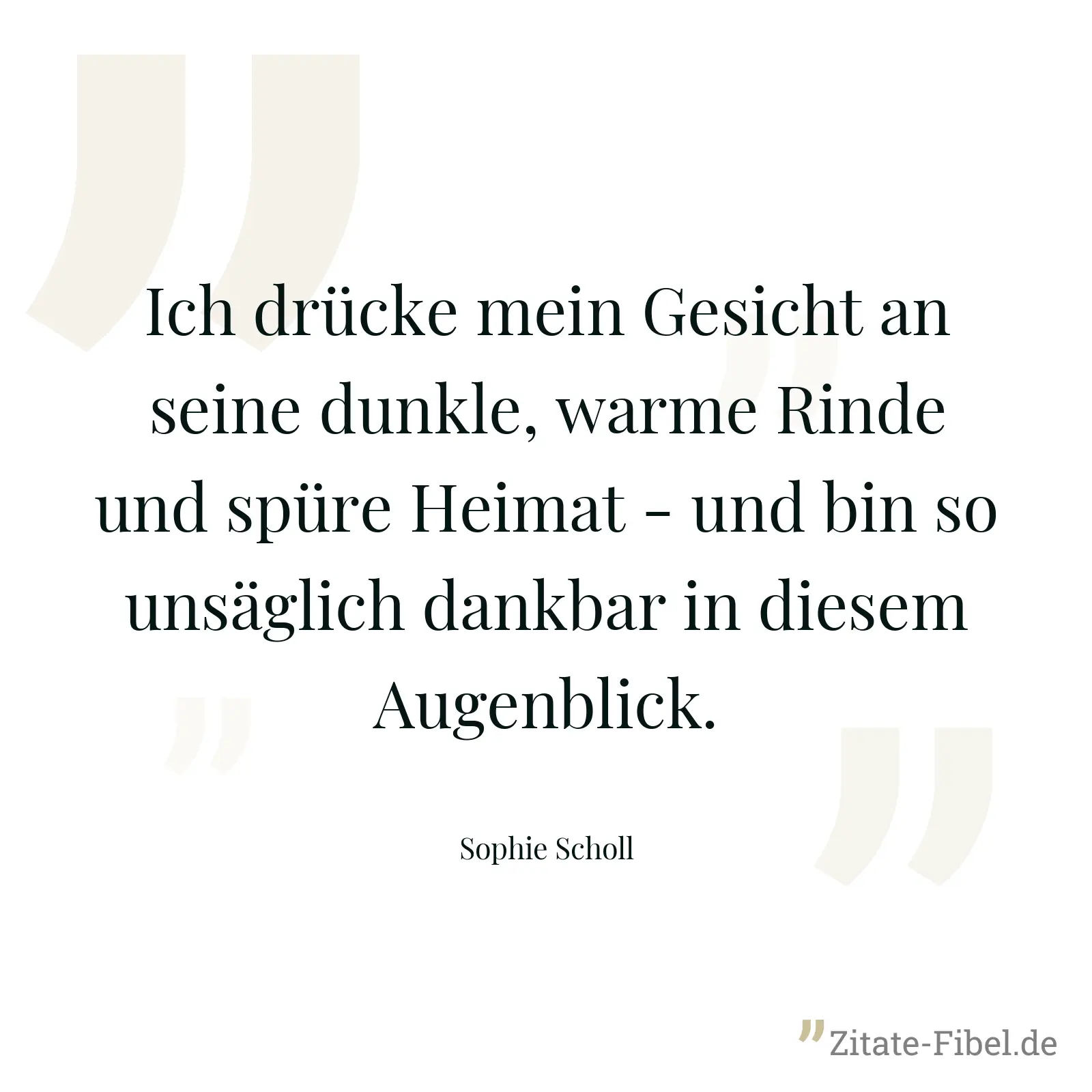 Ich drücke mein Gesicht an seine dunkle, warme Rinde und spüre Heimat - und bin so unsäglich dankbar in diesem Augenblick. - Sophie Scholl